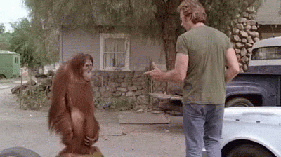 Every Which Way But Loose Monkey GIF - Every Which Way But Loose Monkey GIFs