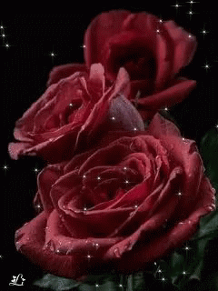 Rose Illumination GIF - Rose Illumination GIFs