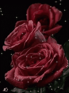 two red roses with water drops on them on a black background
