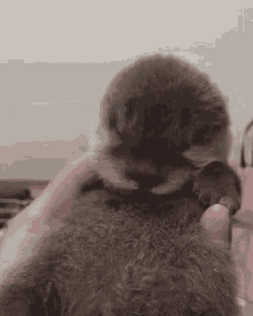 a person is holding a baby otter in their arms .