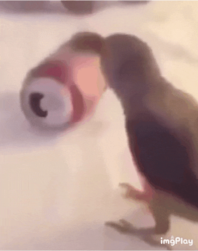 a close up of a bird eating a can of soda .
