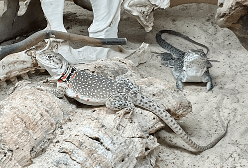 two lizards are sitting on a rock and one has a red collar around its neck