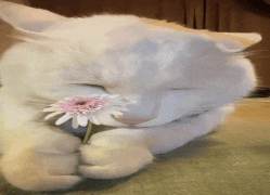 a white cat is holding a flower in its mouth