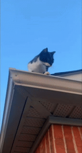 Cat Cat Fall GIF - Cat Cat Fall Cat Fall Off Roof GIFs