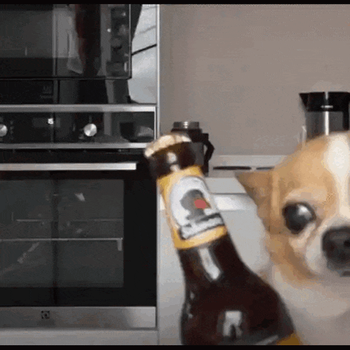 Dog Beer GIF - Dog Beer Happy GIFs