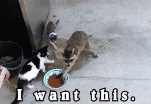 I Want This Cats GIF