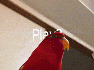 a red parrot is standing in front of a sign that says " play "