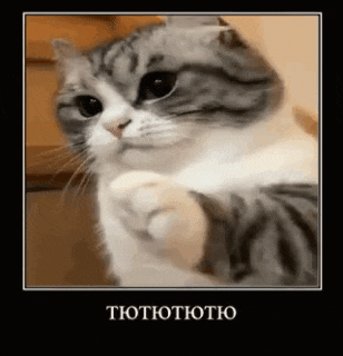 a gray and white cat is sitting on a couch with its paw up .