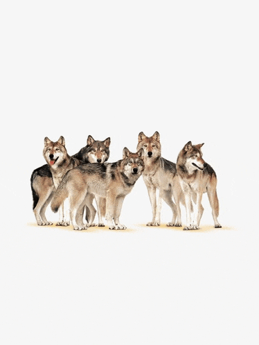 a group of wolves are standing next to each other