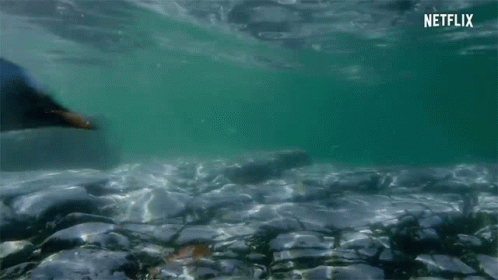 Penguin Swimming GIF - Penguin Swimming Underwater GIFs