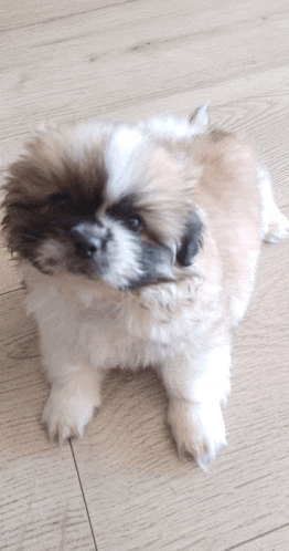 a small brown and white puppy is laying on a wooden floor