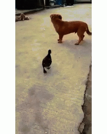 Duck Dog GIF - Duck Dog Lol GIFs