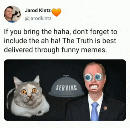 War On Memes Humor GIF - War On Memes Humor Cats GIFs