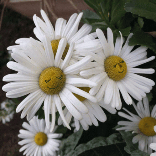 Flowers Smile GIF - Flowers Smile Blink GIFs