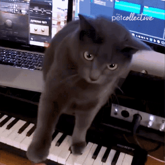 Playing Piano The Pet Collective GIF