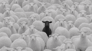 a herd of white sheep with a black sheep in the middle .