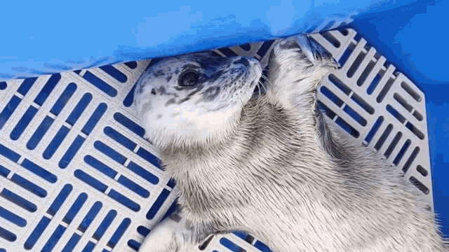 Move Aside Marine Mammal Rescue GIF - Move Aside Marine Mammal Rescue Baby Seal GIFs
