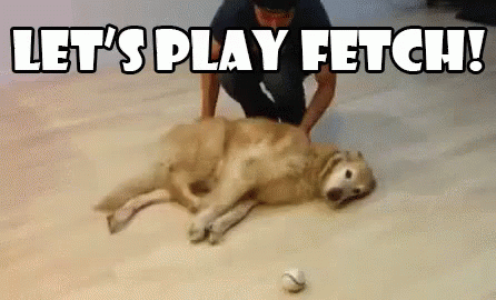 Let'S Play Fetch! GIF - Lazyday Dog Lazy GIFs