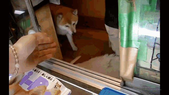 a shiba inu dog is looking out of a window at a person holding a box of food