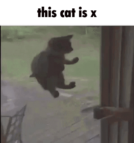 Cat This Cat Is X GIF - Cat This Cat Is X X GIFs