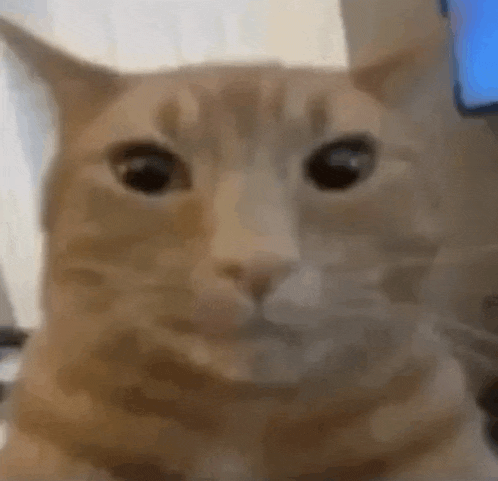 a close up of a cat 's face looking at the camera with a blurry background .