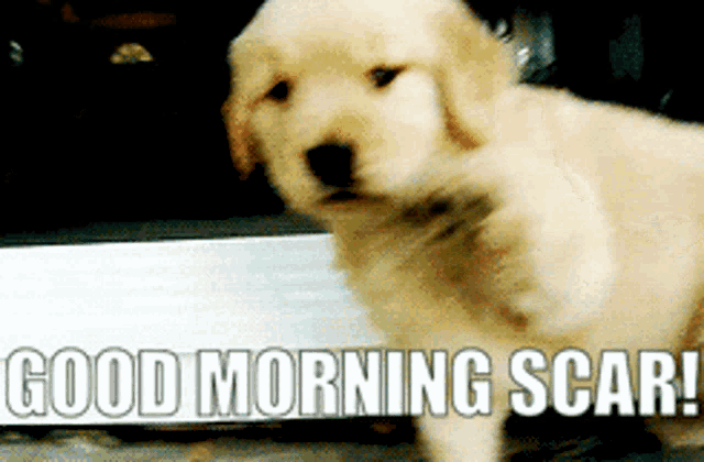 a picture of a puppy with the words " good morning scar " above it