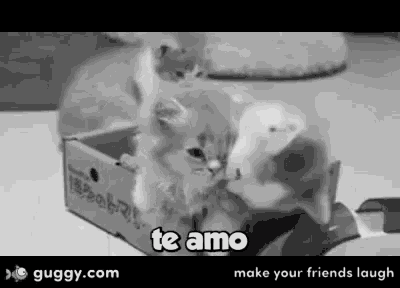 a black and white photo of two kittens playing with a box that says te amo on it