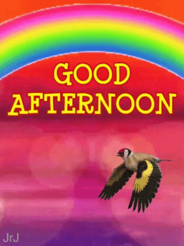 Good Afternoon Rainbow GIF - Good Afternoon Rainbow Bird GIFs