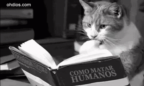 Reading Cats GIF - Reading Cats Cat GIFs