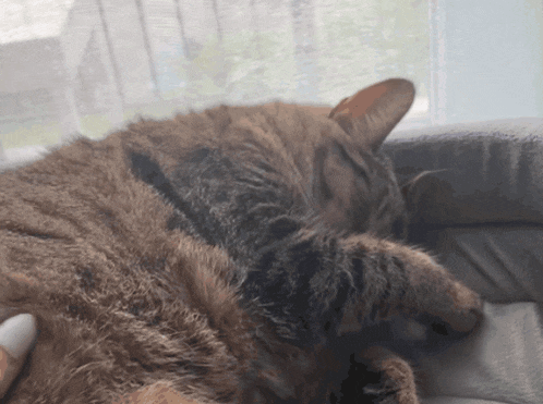 a close up of a cat sleeping on a couch in front of a window