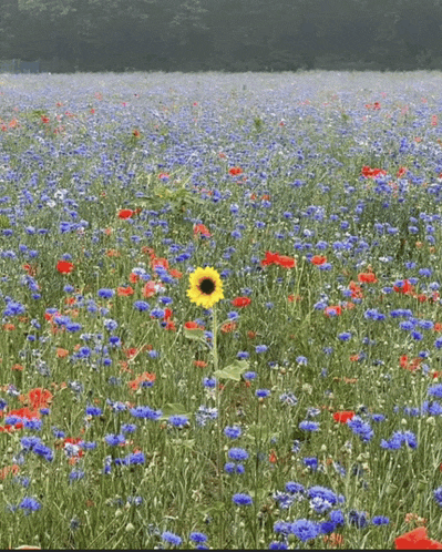 a field of blue flowers with a sunflower in the middle
