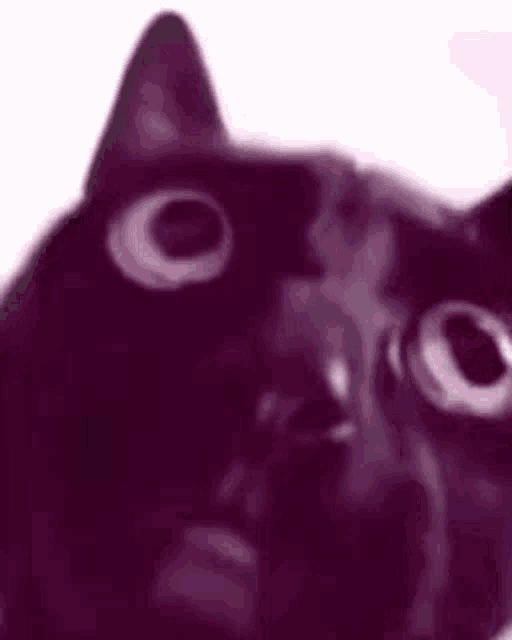 Cat Blackcat GIF - Cat Blackcat GIFs