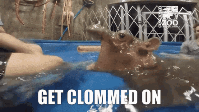 a hippopotamus in a pool with the words get clommed on