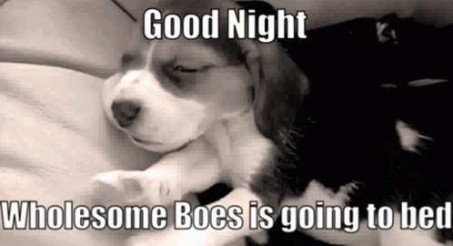 Wholesome Boes GIF - Wholesome Boes Good Night GIFs