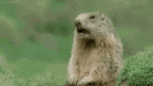 a ground squirrel is yawning while sitting in the grass with its mouth open .