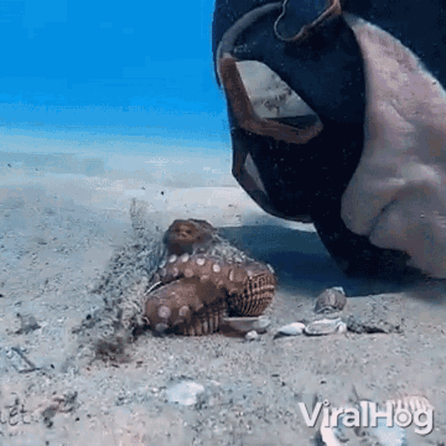 a video of an octopus being eaten by a scuba diver is being shared on viralhog .com