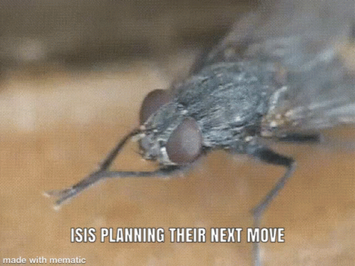 Fly Planning GIF - Fly Planning Evil GIFs