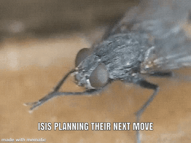 a picture of a fly with the caption isis planning their next move made with mematic