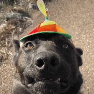 a black dog wearing a colorful hat with a feather on top