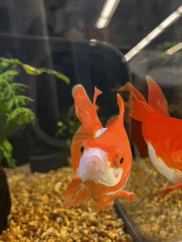 a goldfish is swimming in a tank with rocks
