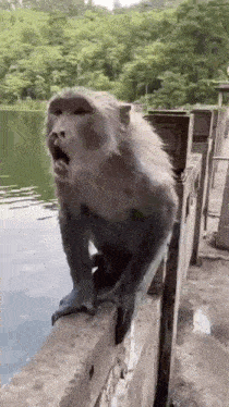 a monkey is sitting on a ledge next to a body of water with its mouth open .