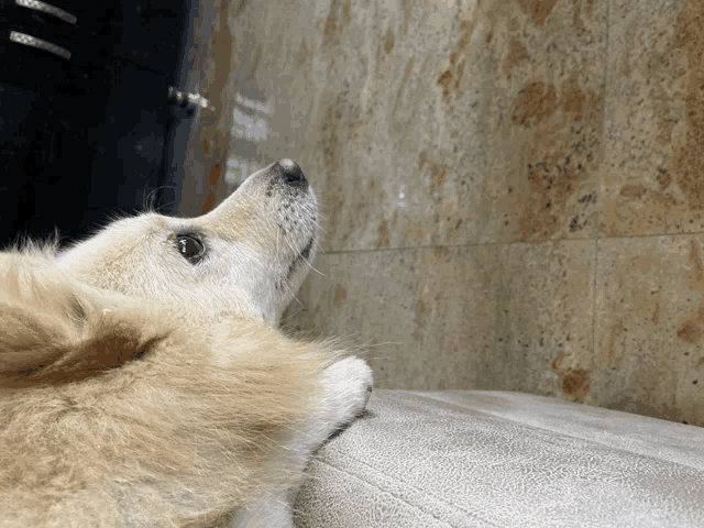 a close up of a dog 's face looking up