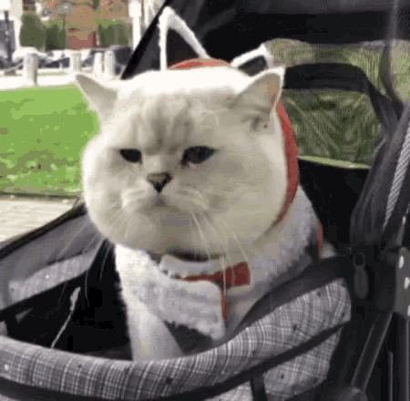 a white cat is sitting in a stroller wearing a santa hat and sweater .