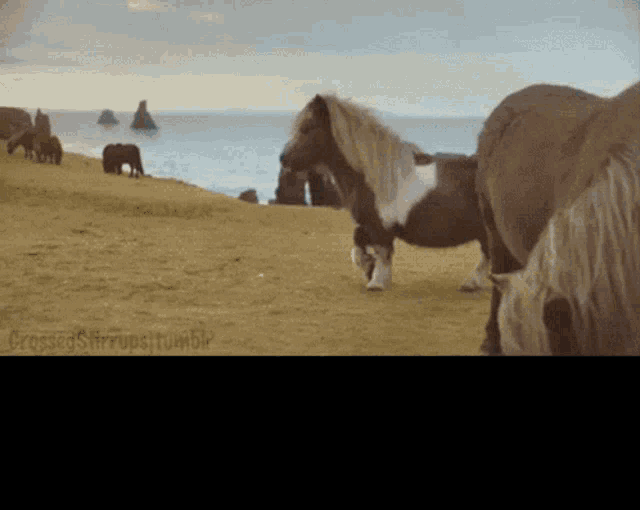 a group of horses are grazing on a hill near the ocean and the words crossing stirrups tumblr are on the bottom