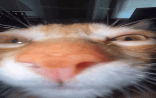 a close up of a cat 's face with its tongue hanging out