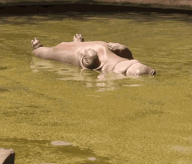 Funny Hippo Relaxing GIF - Funny Hippo Relaxing GIFs