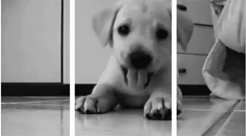 Hehe Puppy GIF - Hehe Puppy Cute GIFs