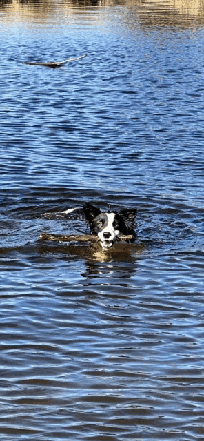 a black and white dog is swimming in a lake with a stick in its mouth