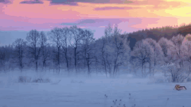 a sunset over a snowy field with trees in the background