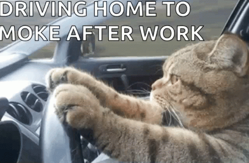 Driving Home Cat GIF - Driving Home Cat After Work GIFs